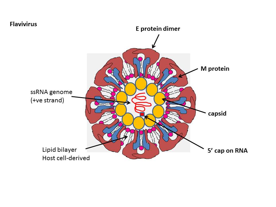 FLAVIVIRIDAE